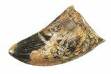Serrated, Tyrannosaur (Nanotyrannus) Tooth - Montana #338808-1